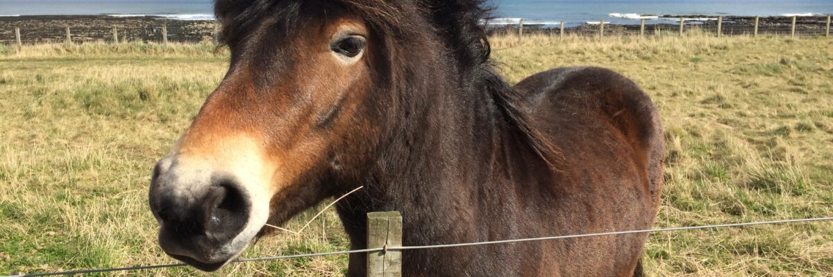 Pony